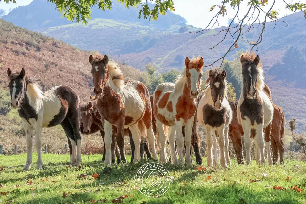 Plusieurs Poneys futur 1m20/1m30