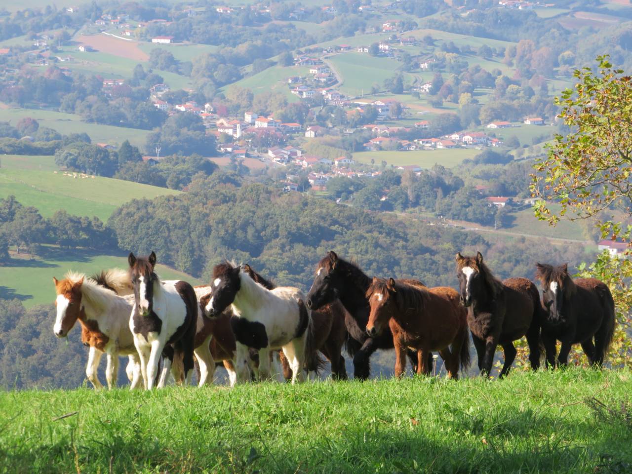 Plusieurs Poneys futur 1m20/1m30