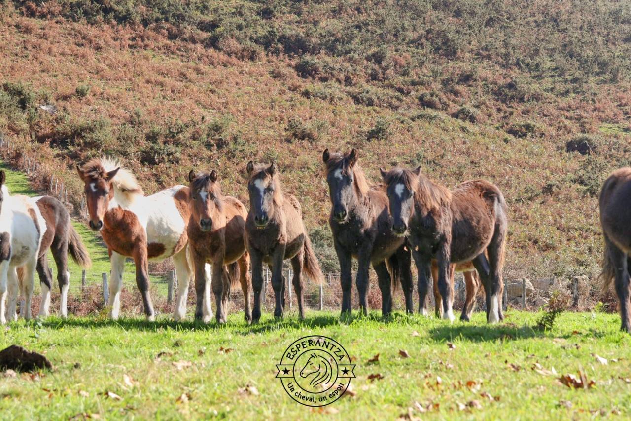 Plusieurs Poneys futur 1m20/1m30