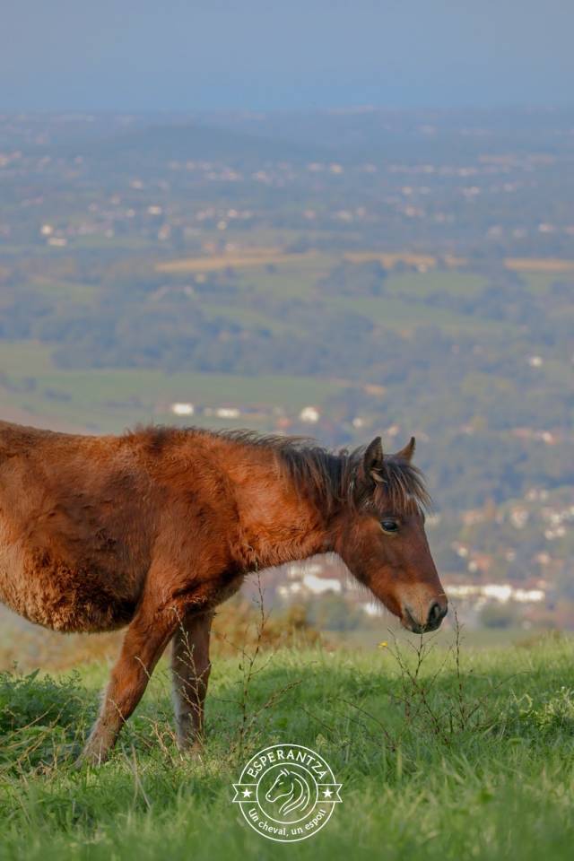 Plusieurs Poneys futur 1m20/1m30