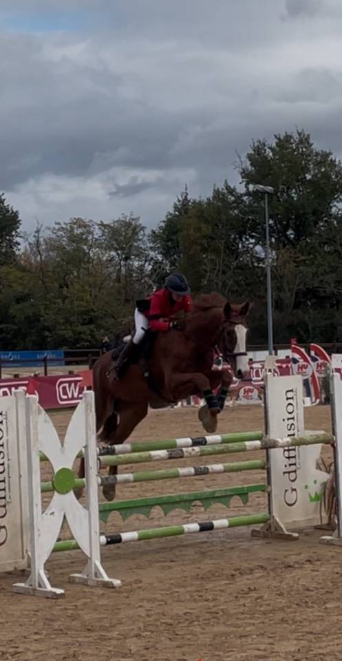 Top hongre de sport 