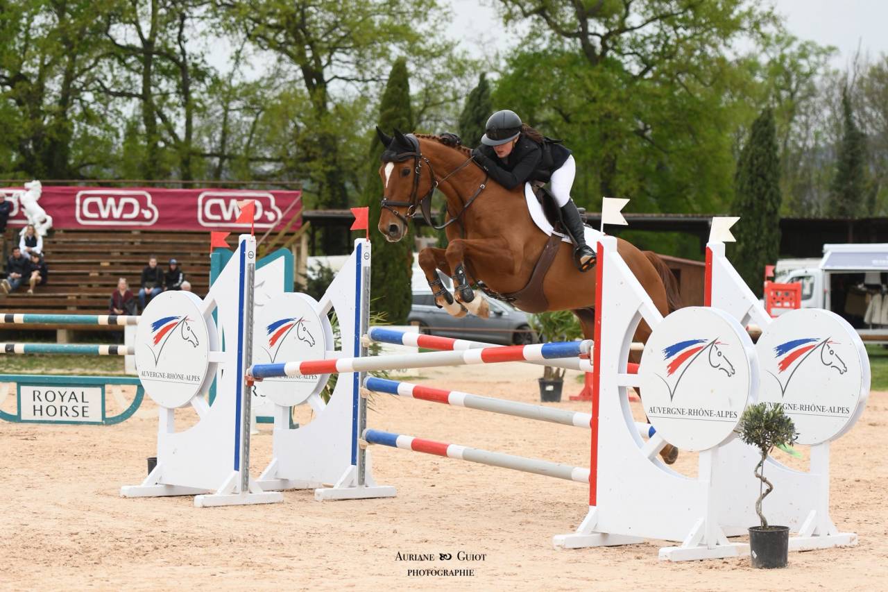 À VENDRE : Cheval de polyvalent de 12ans