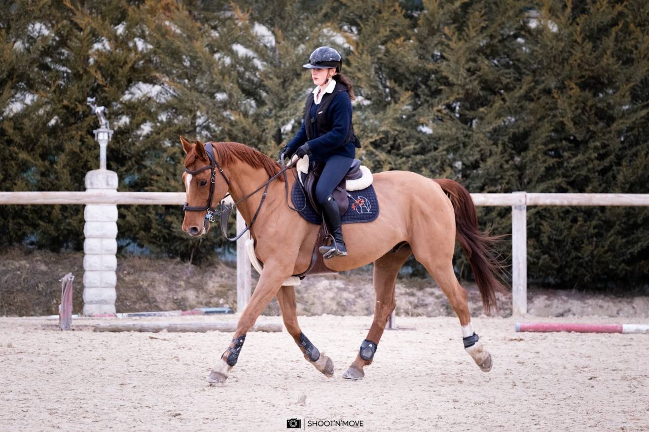 À VENDRE : Cheval de polyvalent de 12ans
