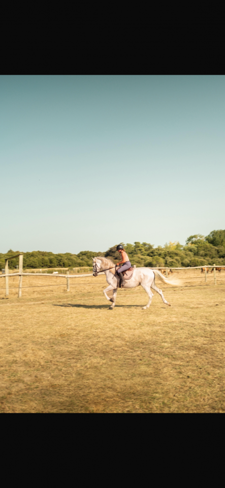 Pur race espagnol hongre 13 ans 