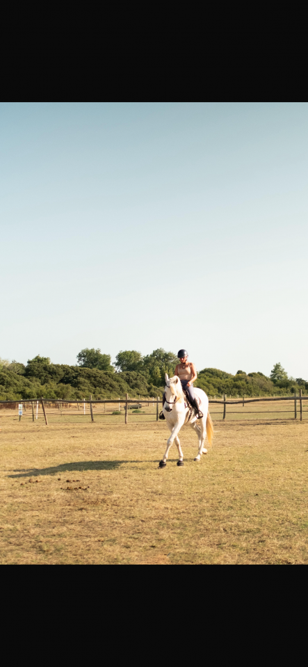 Pur race espagnol hongre 13 ans 