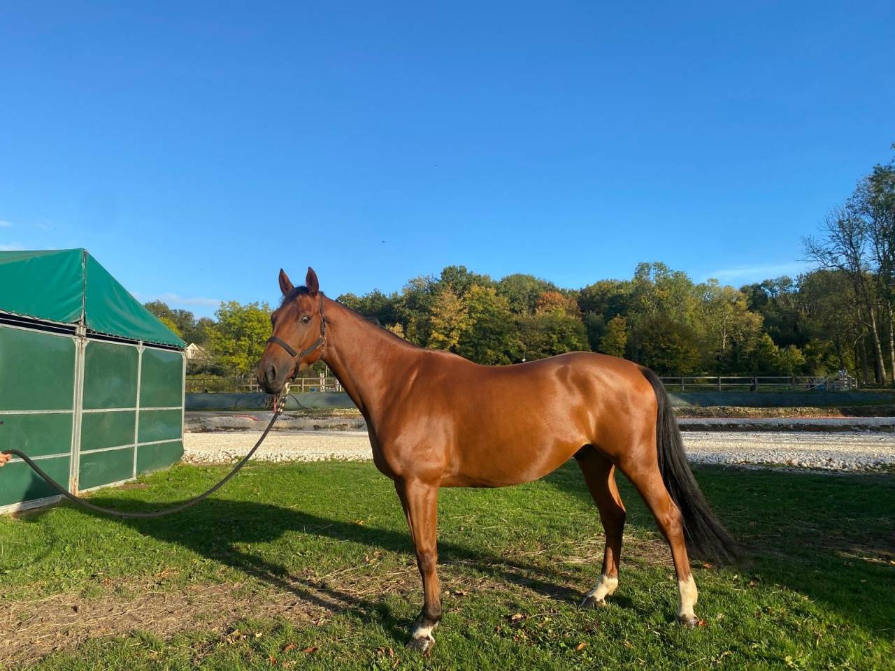 À vendre top cheval 