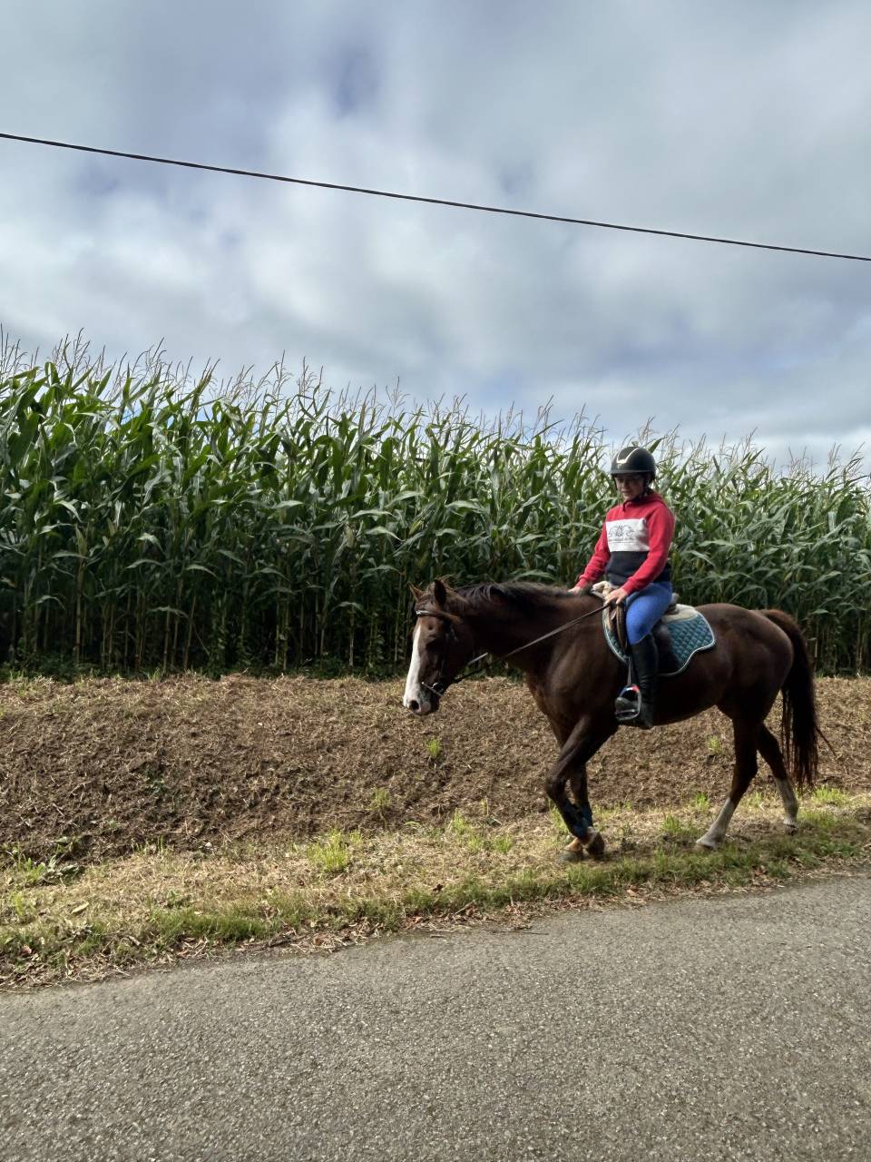 Jument pur sang arabe 