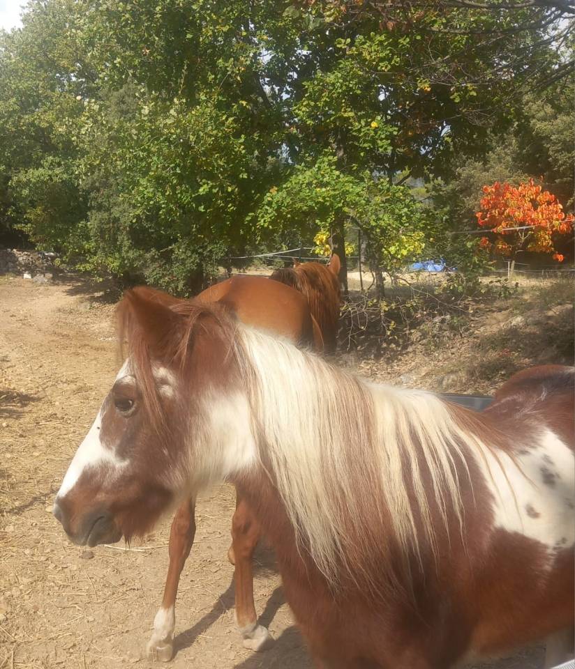 Propose demi pension ponette