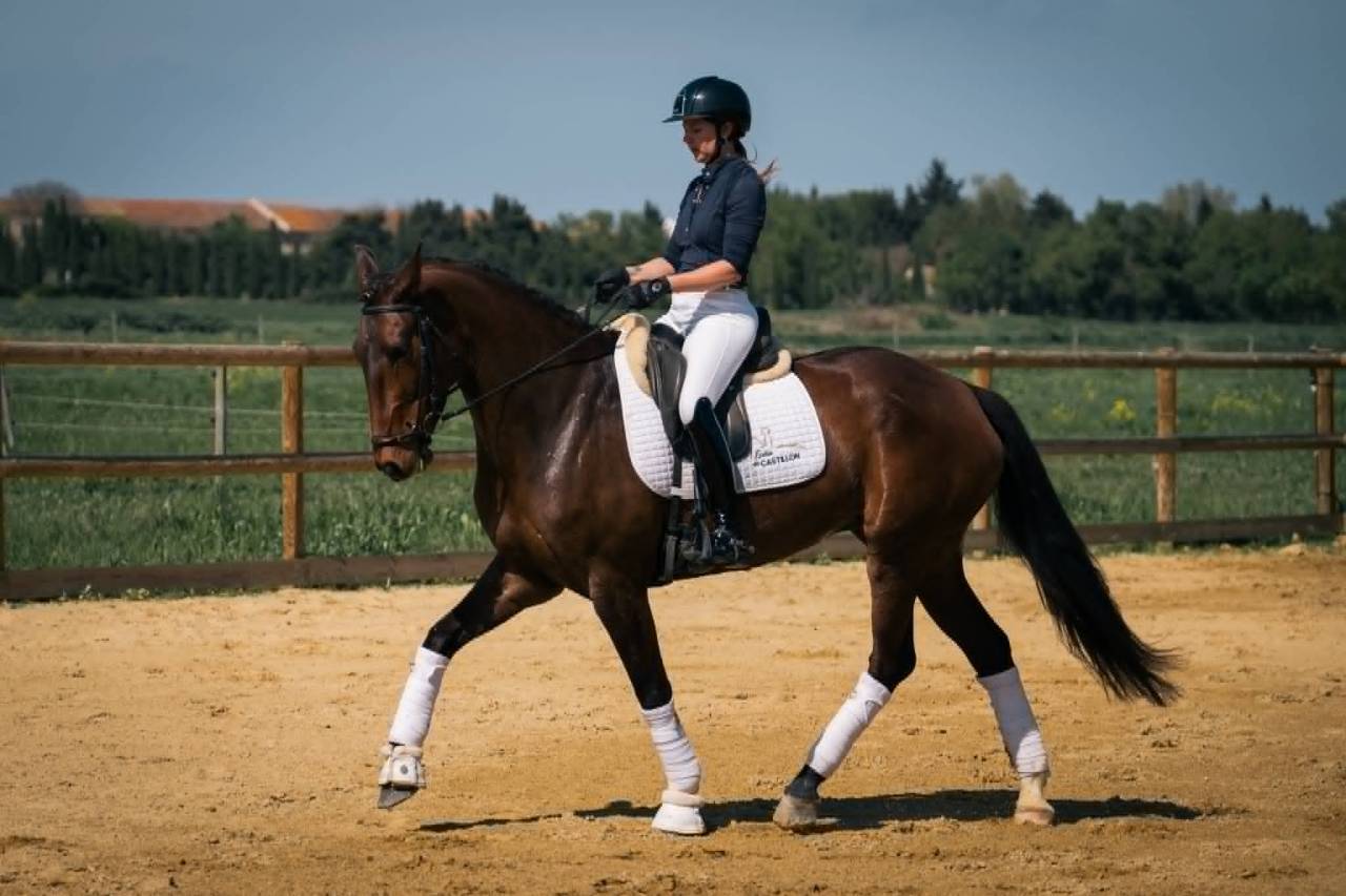 Magnifique Hongre 10 ans KWPN Dressage