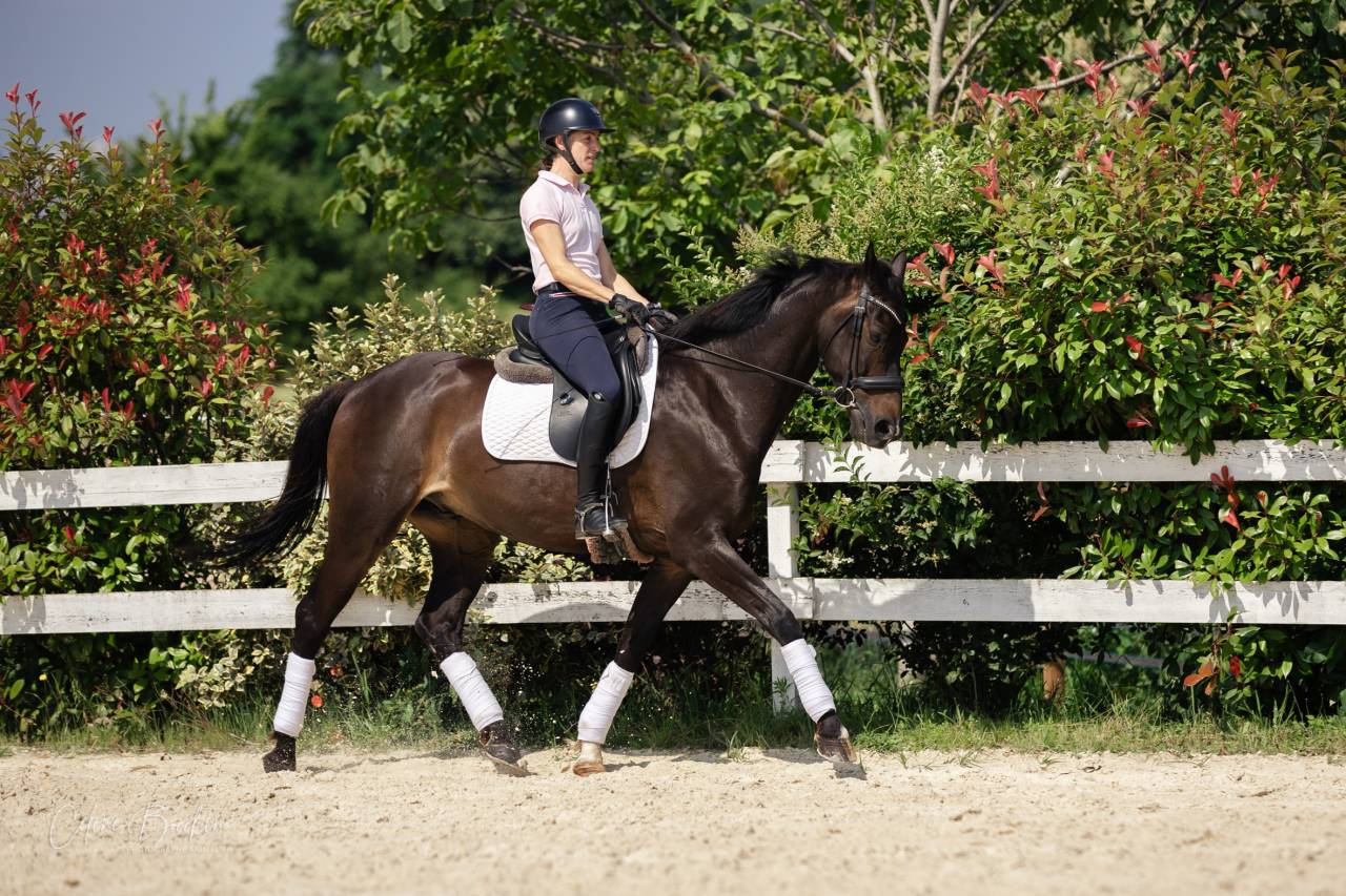 Magnifique Hongre 10 ans KWPN Dressage