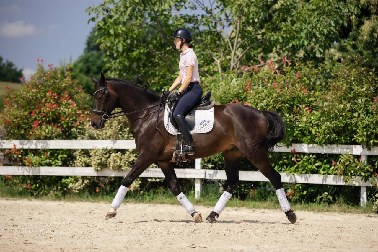 Magnifique Hongre 10 ans KWPN Dressage