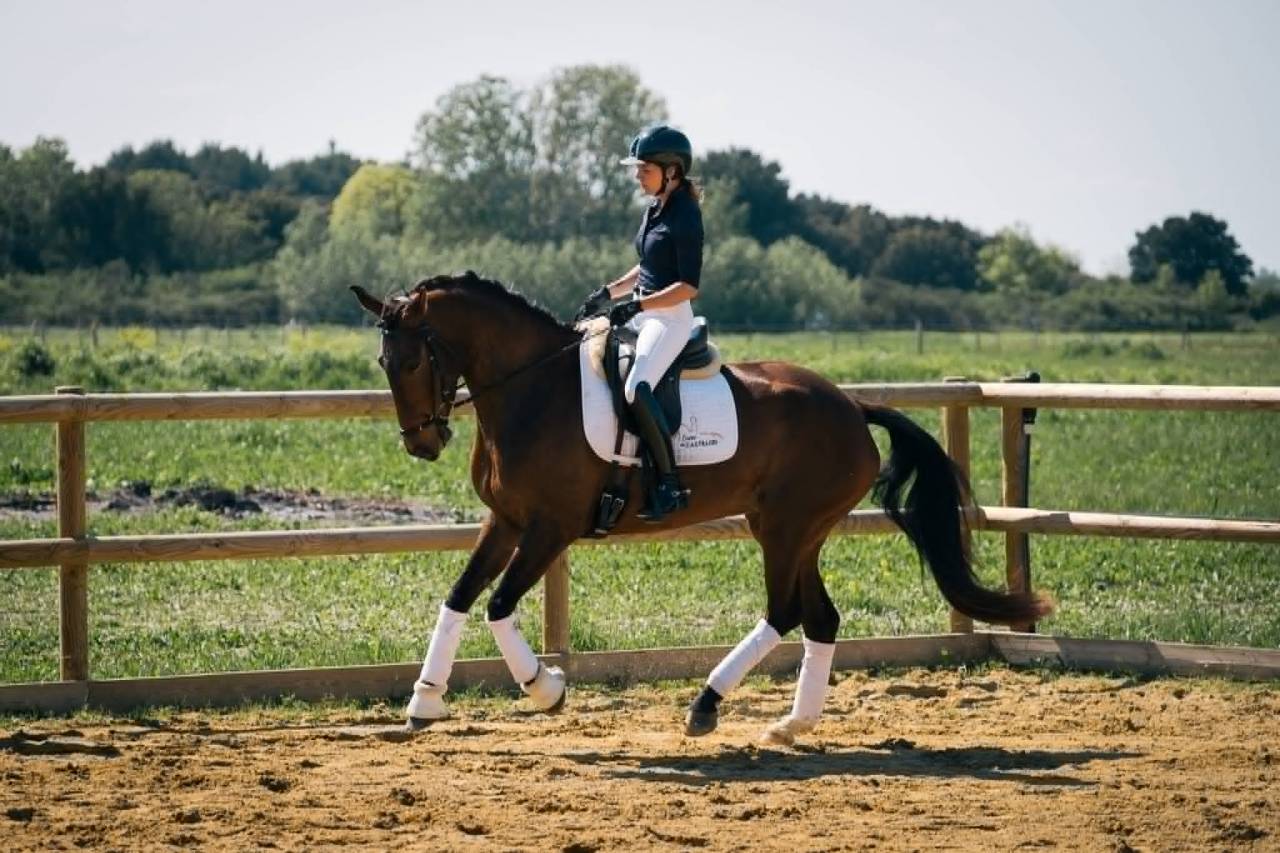 Elegante Jument 6 ans Lusitanien X KWPN Dressage