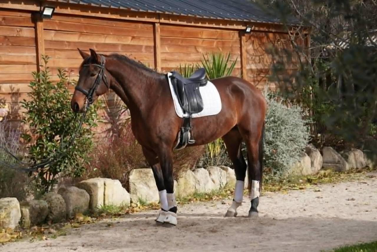 Elegante Jument 6 ans Lusitanien X KWPN Dressage