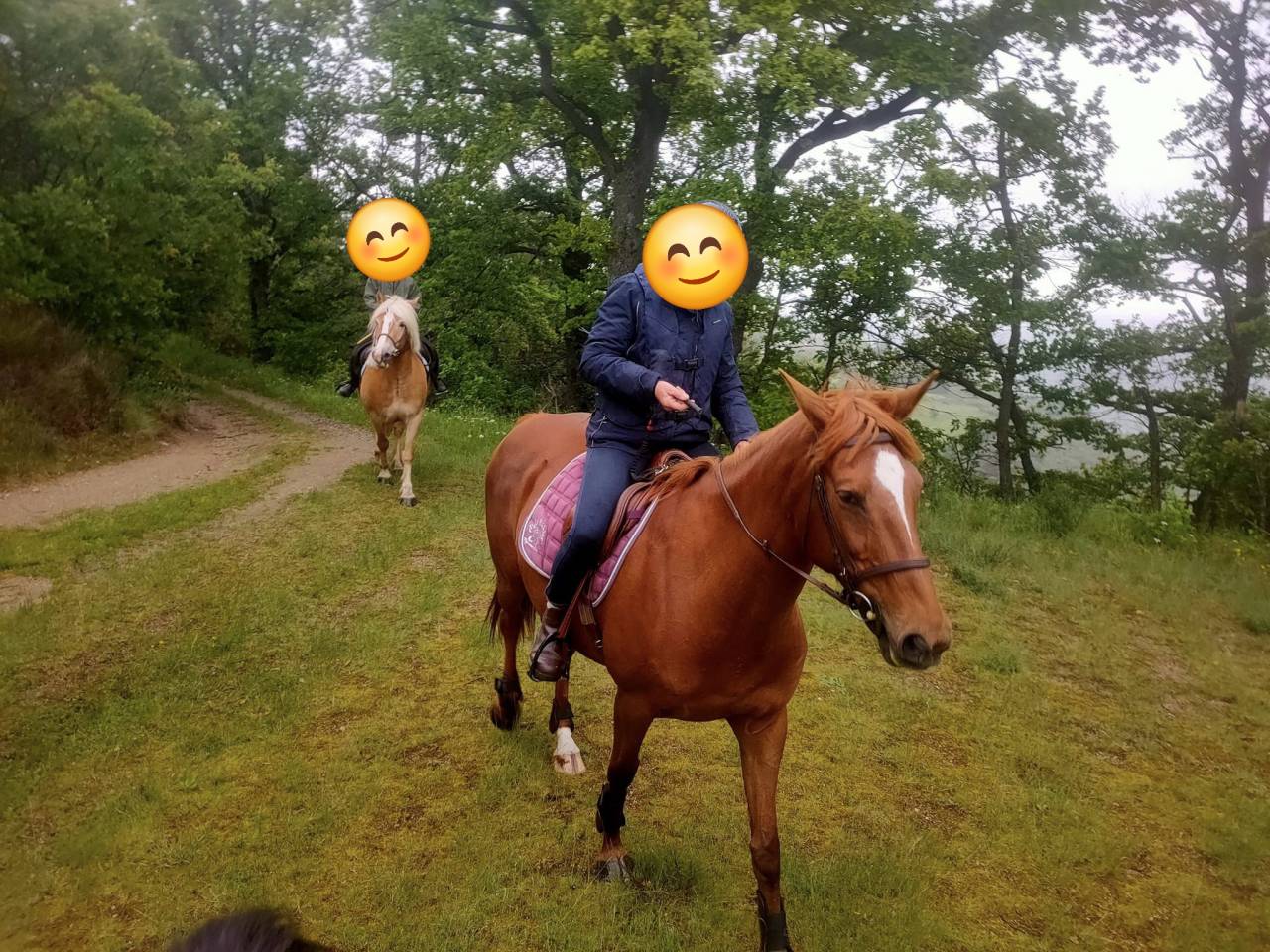 Hongre né en 2014 pour loisir