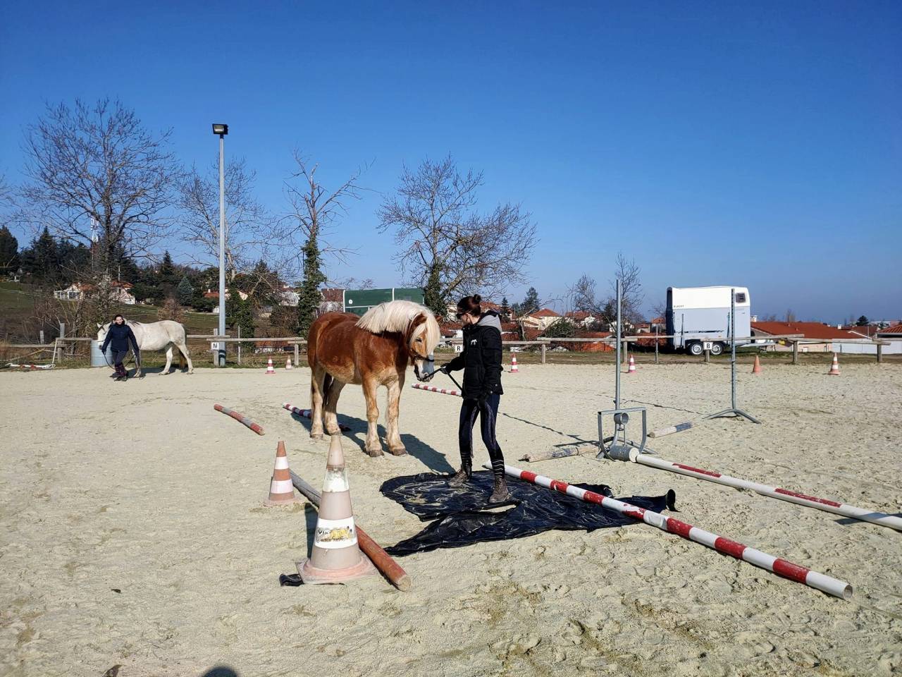 Hongre né en 2014 pour loisir