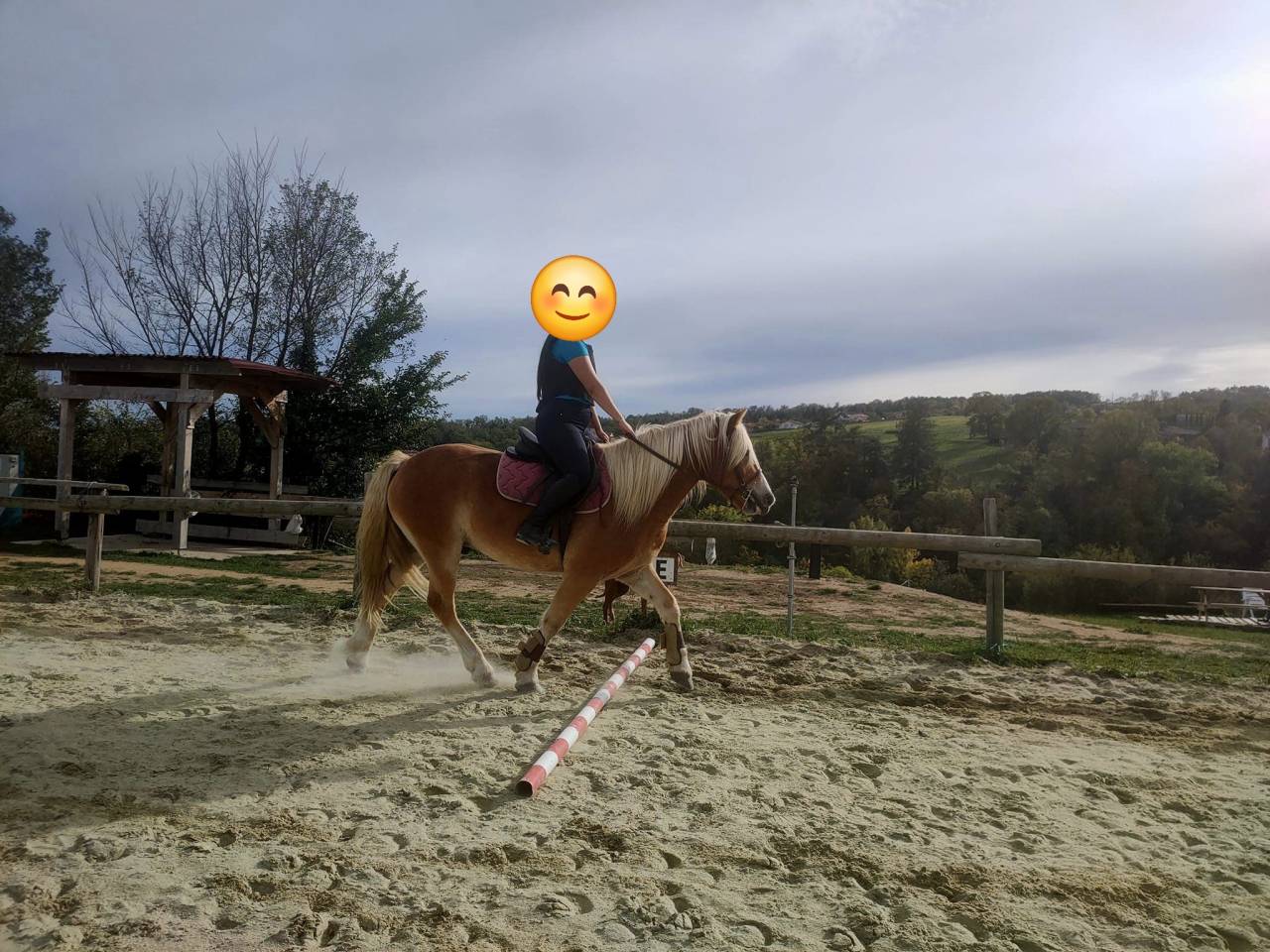 Hongre né en 2014 pour loisir