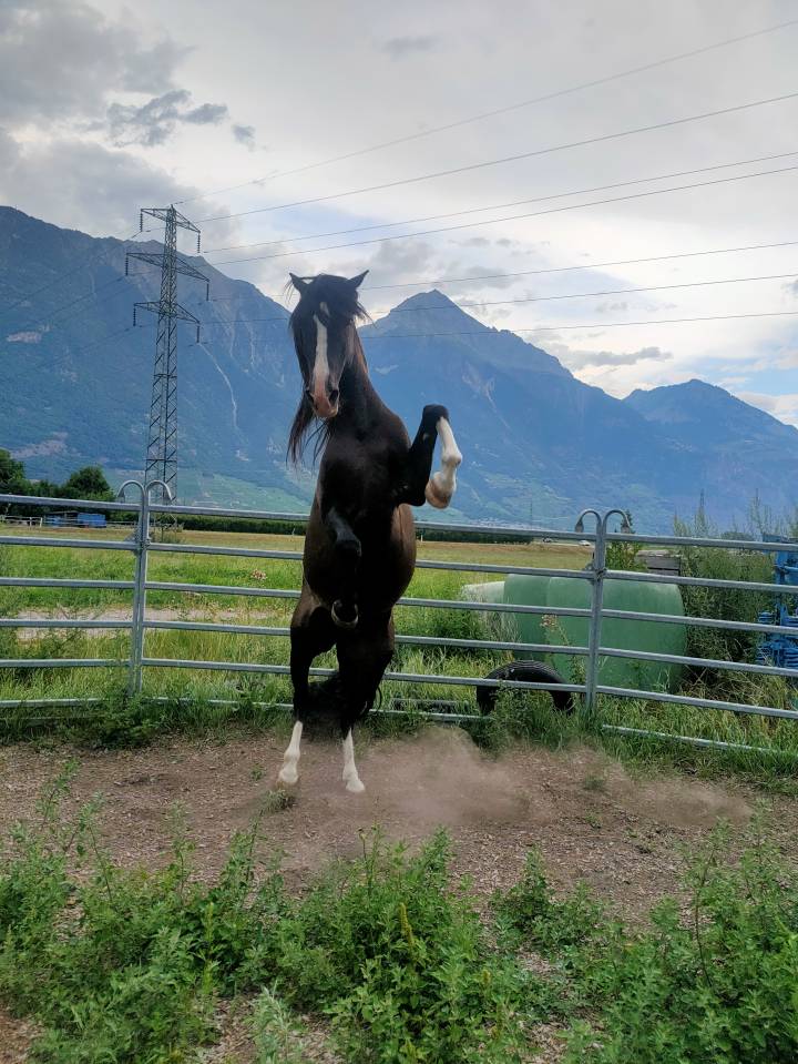 Étalon ibérique à vendre !