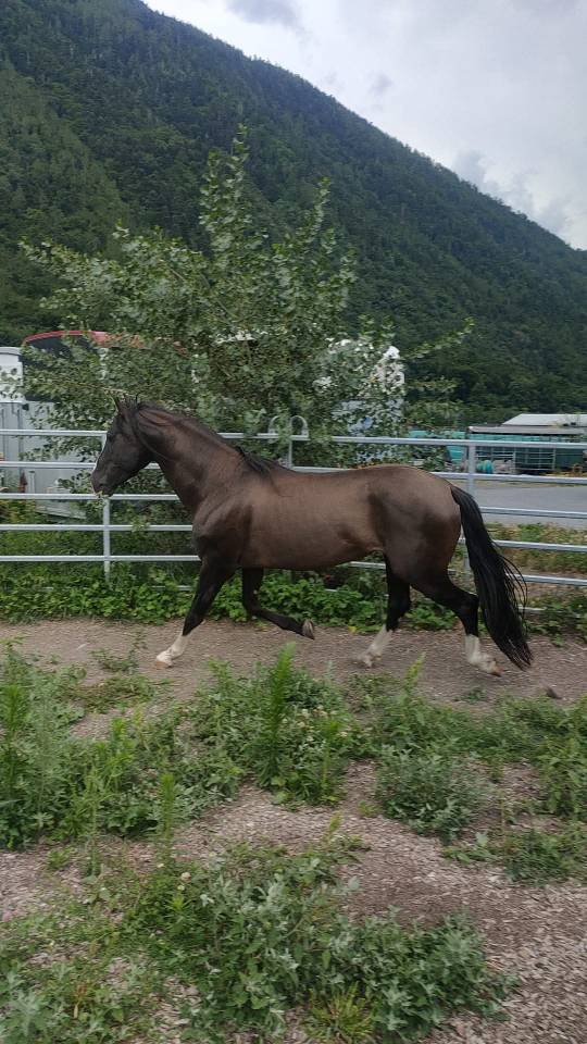 Étalon ibérique à vendre !