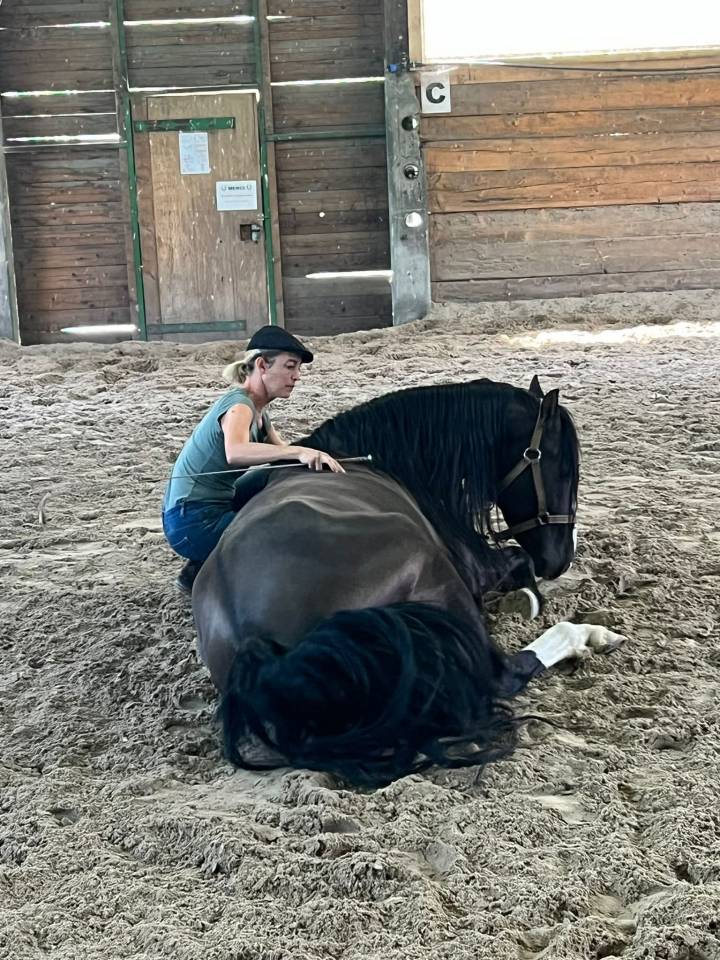 Étalon ibérique à vendre !