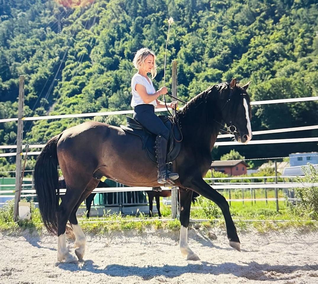 Étalon ibérique à vendre !