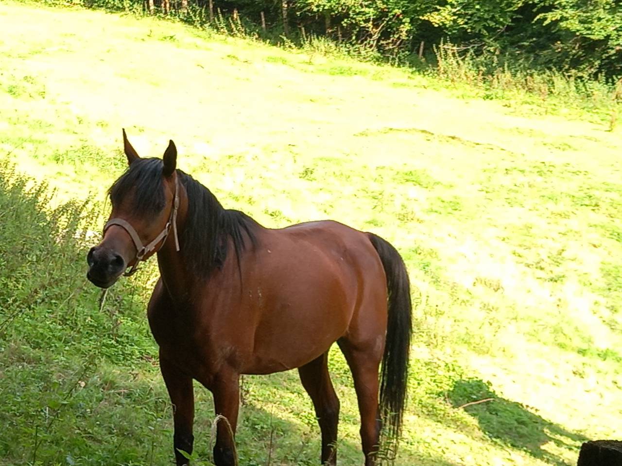Jument Arabe de couleur Bai