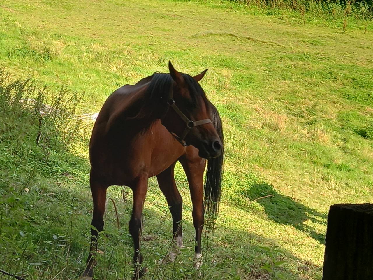 Jument Arabe de couleur Bai
