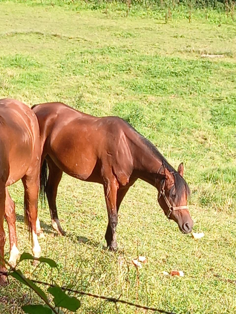 Jument Arabe de couleur Bai