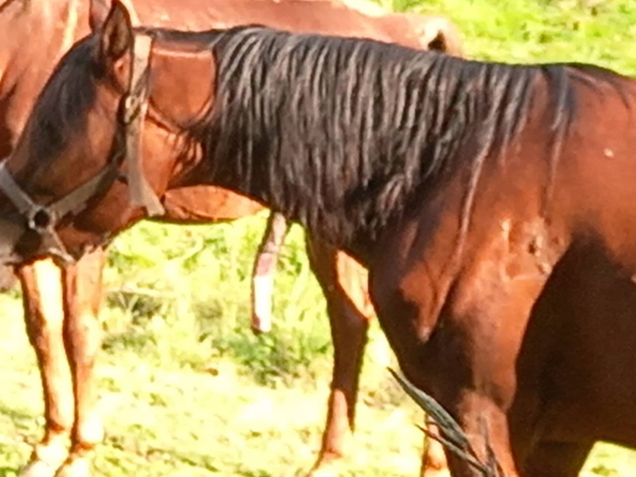 Jument Arabe de couleur Bai