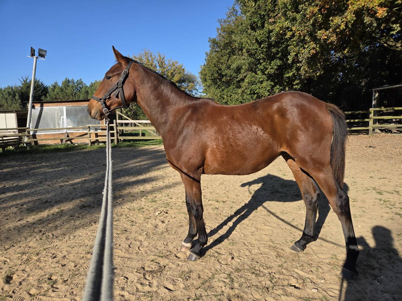 Chic mâle 2024 pour Sport 