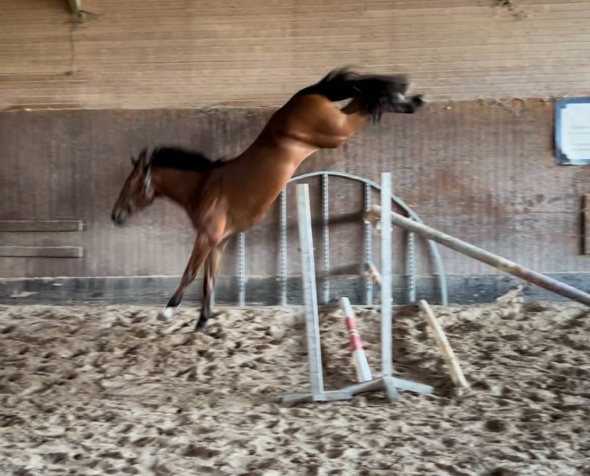 Hongre 4 ans top qualité et gros moyens 