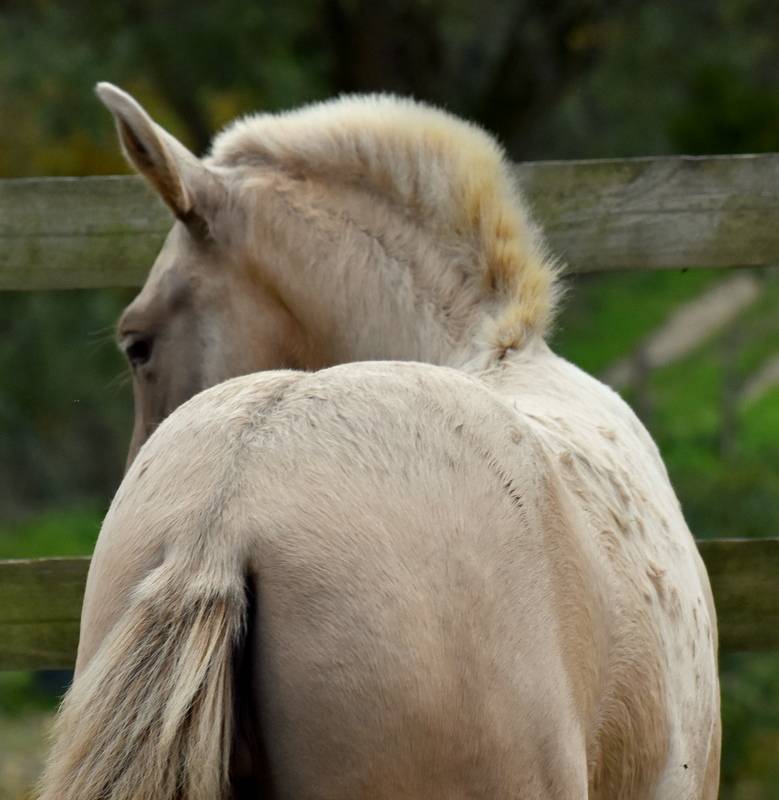 PASSIONATA DU PUITS CARRE pouliche PRE double pearl