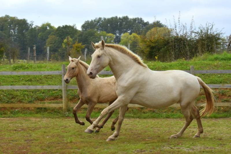 PASSIONATA DU PUITS CARRE pouliche PRE double pearl