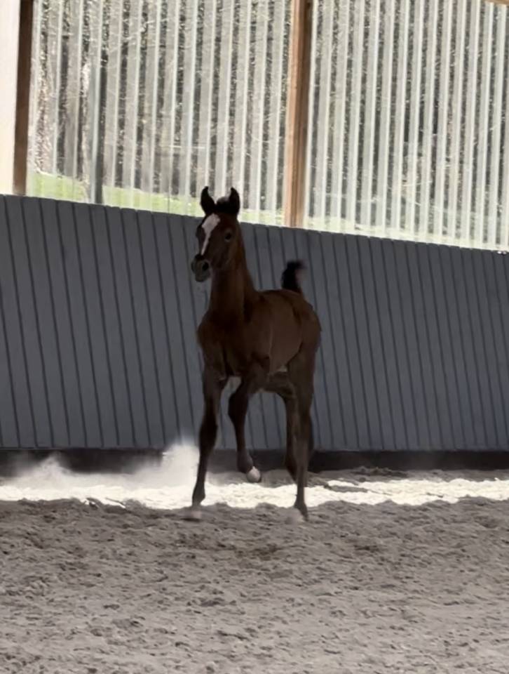 Poulain pur sang arabe 