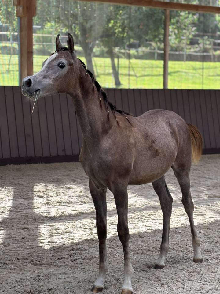 Poulain pur sang arabe 