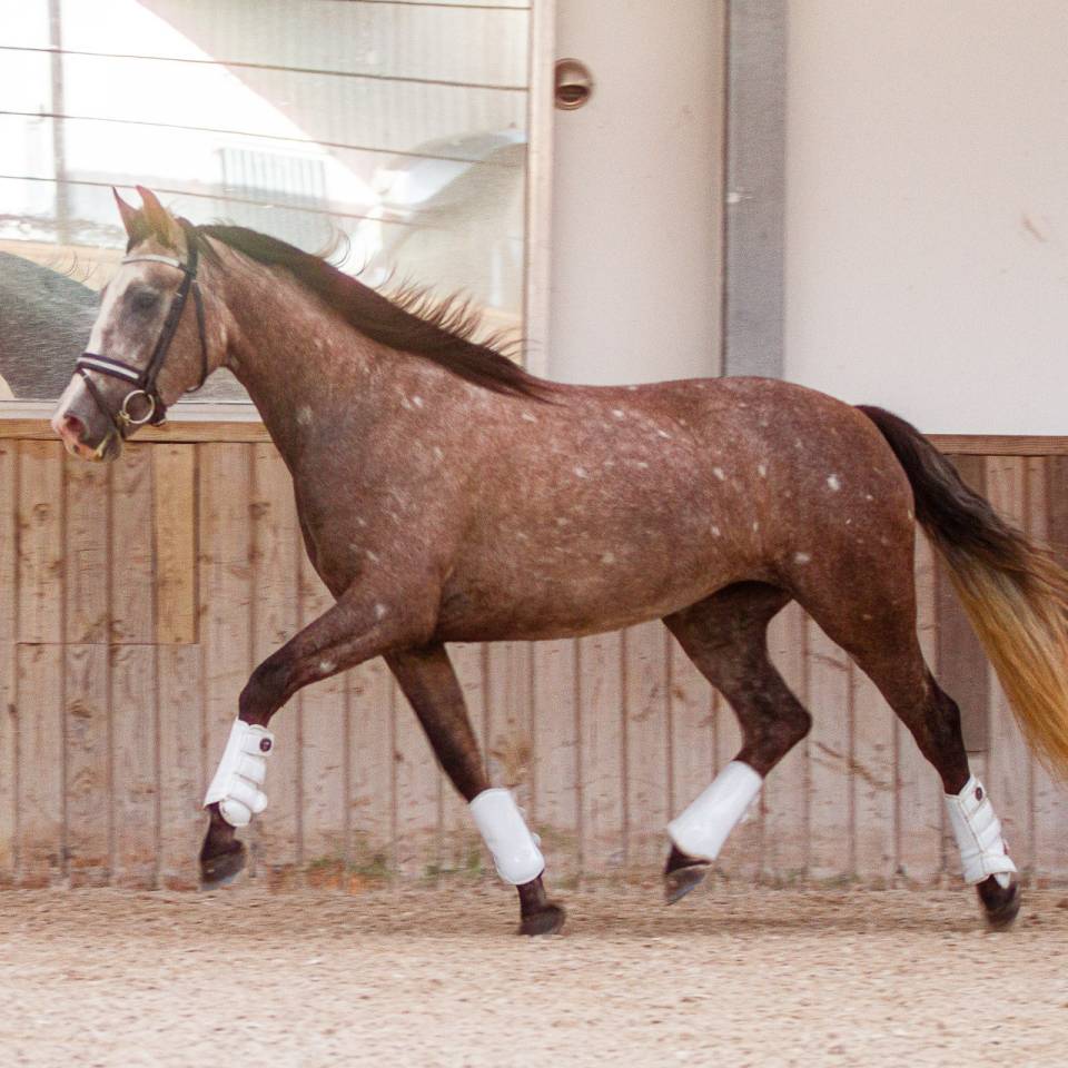 Magnifique jument PRE excellents papiers 