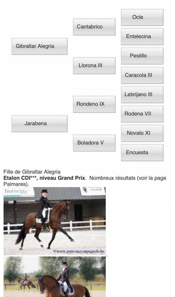 Magnifique jument PRE excellents papiers 