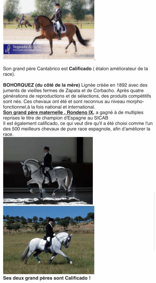 Magnifique jument PRE excellents papiers 