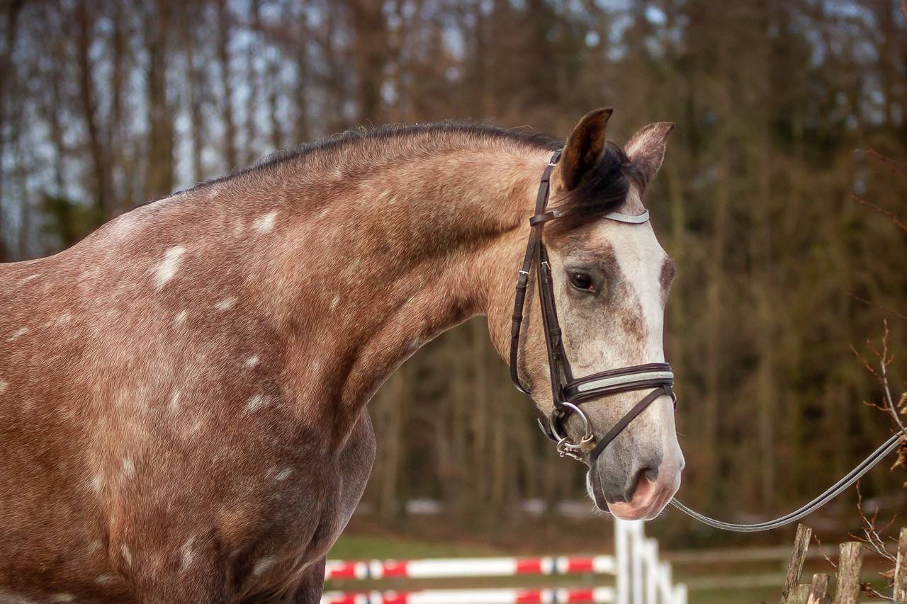 Magnifique jument PRE excellents papiers 