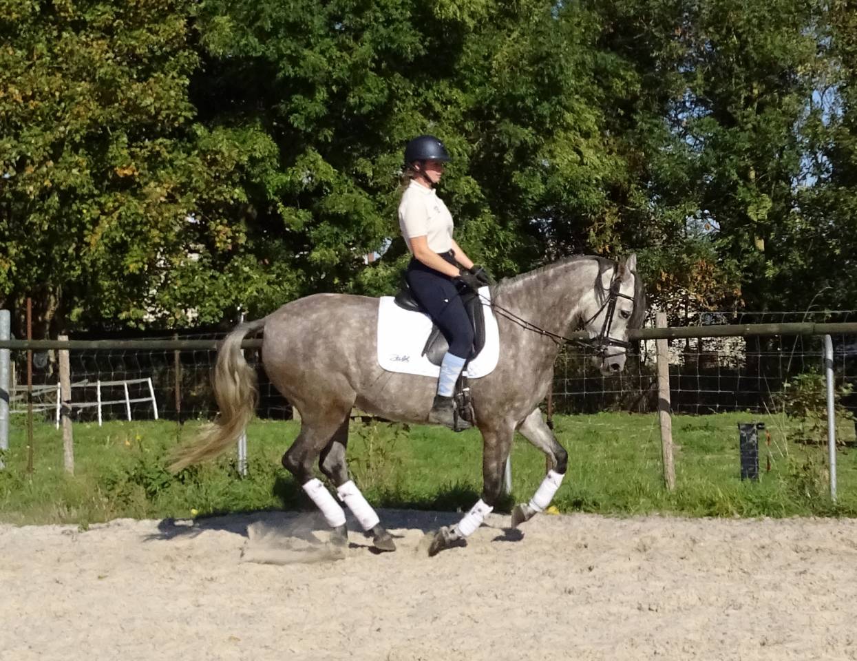 Jument PRE 4 ans Dressage