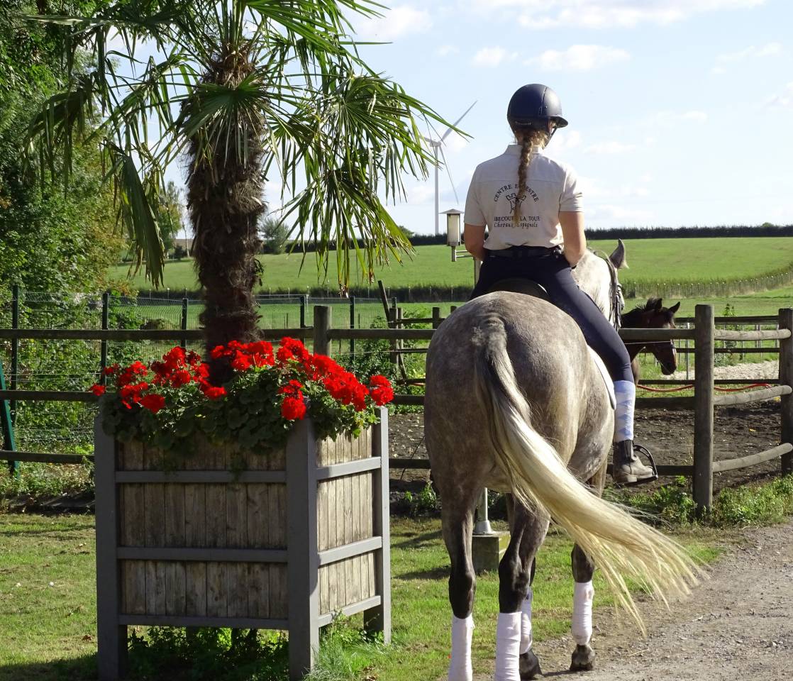 Jument PRE 4 ans Dressage
