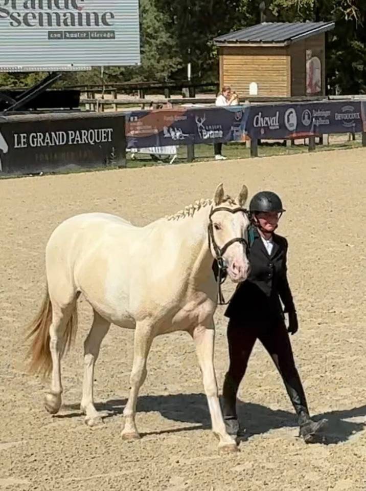 Super Poney Hunter, dressage, complet À Vendre