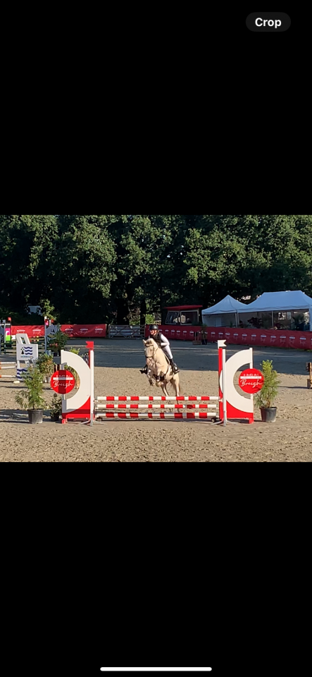 Super Poney Hunter, dressage, complet À Vendre