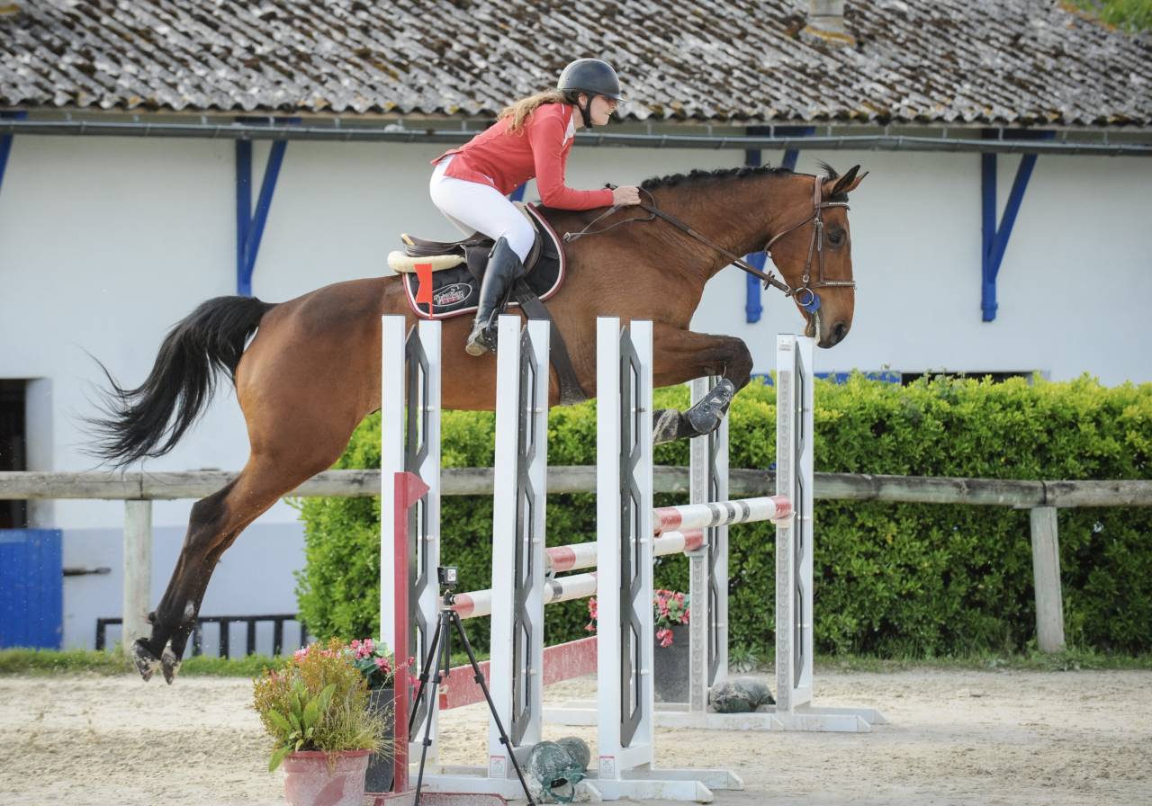 Cheval Selle Français 
