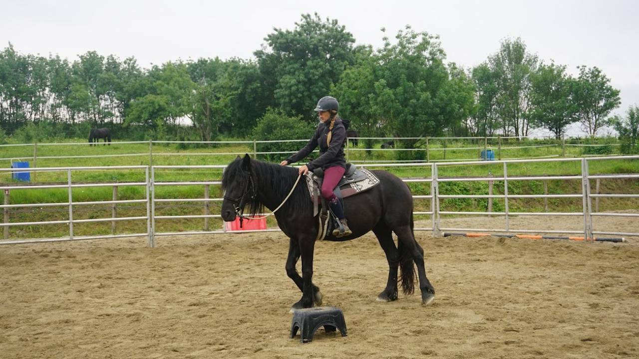 Éducation, débourrage et travail des chevaux 