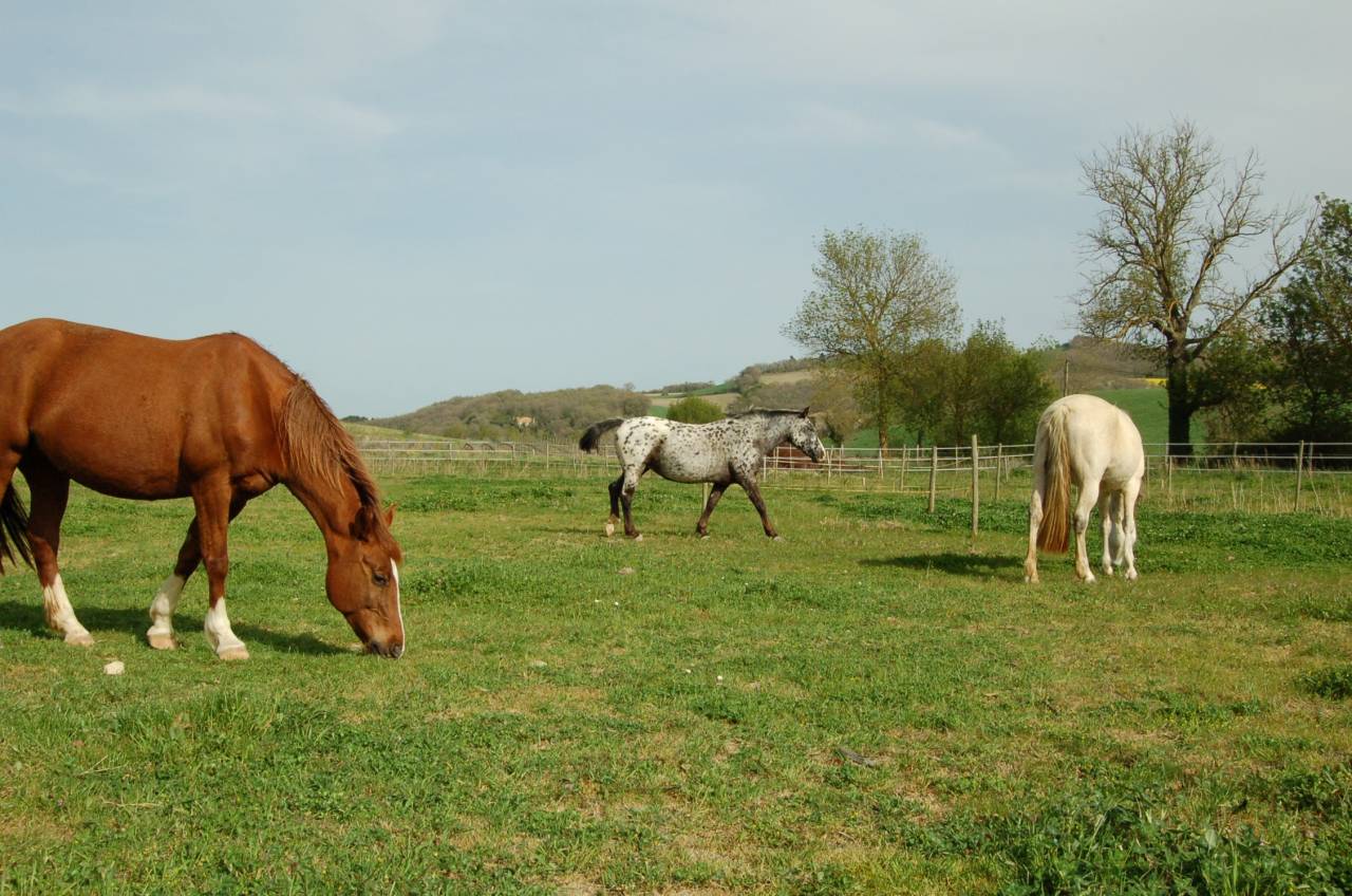 ? Pension chevaux – Bien-être et nature