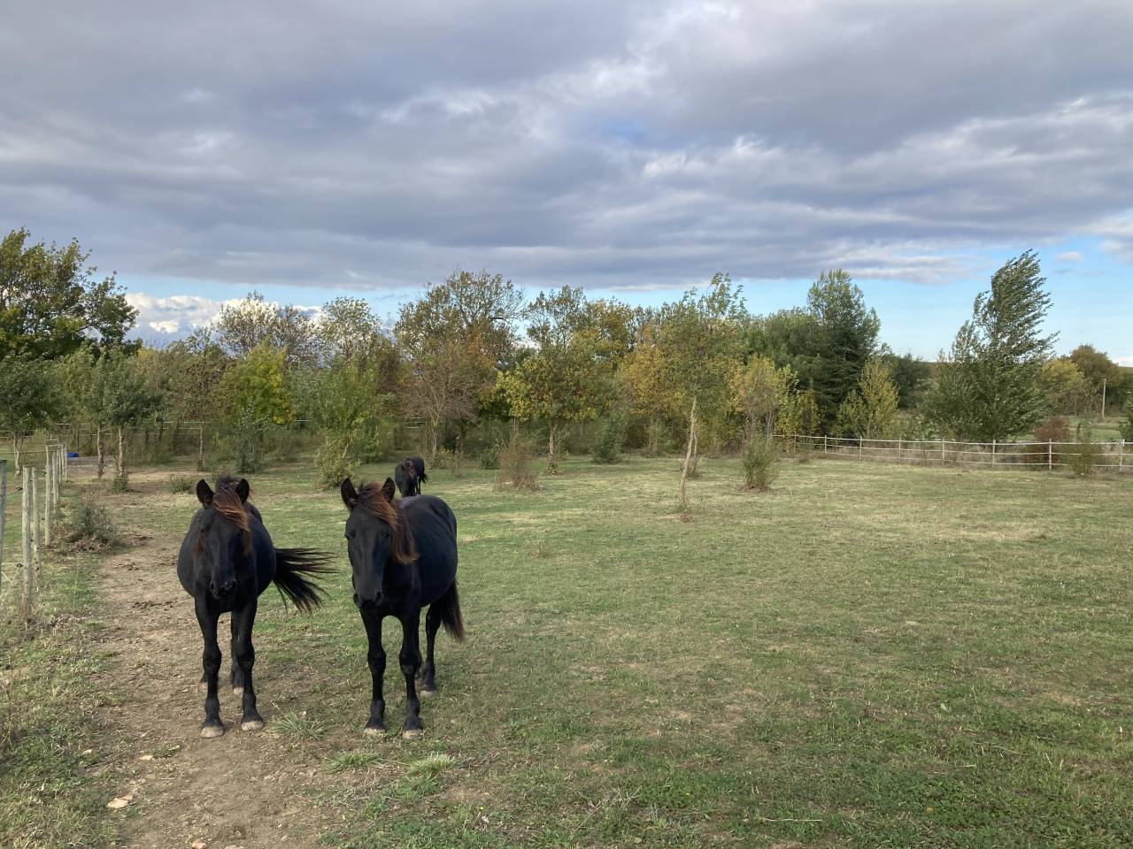 ? Pension chevaux – Bien-être et nature