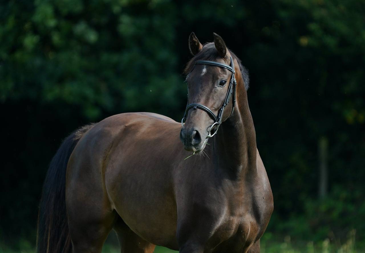 Pouliche SF 3 ans Conthargos*Kannan 