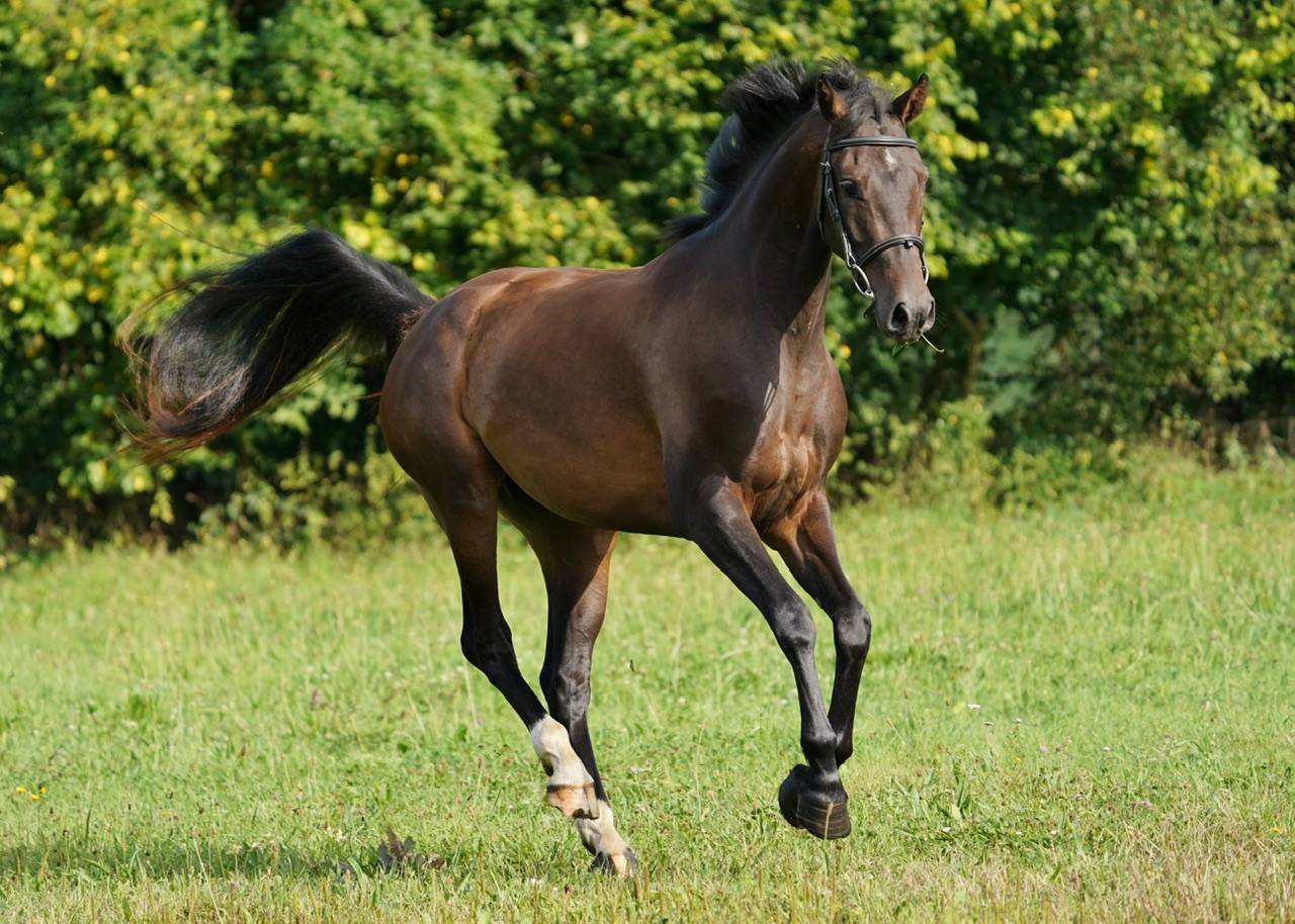Pouliche SF 3 ans Conthargos*Kannan 