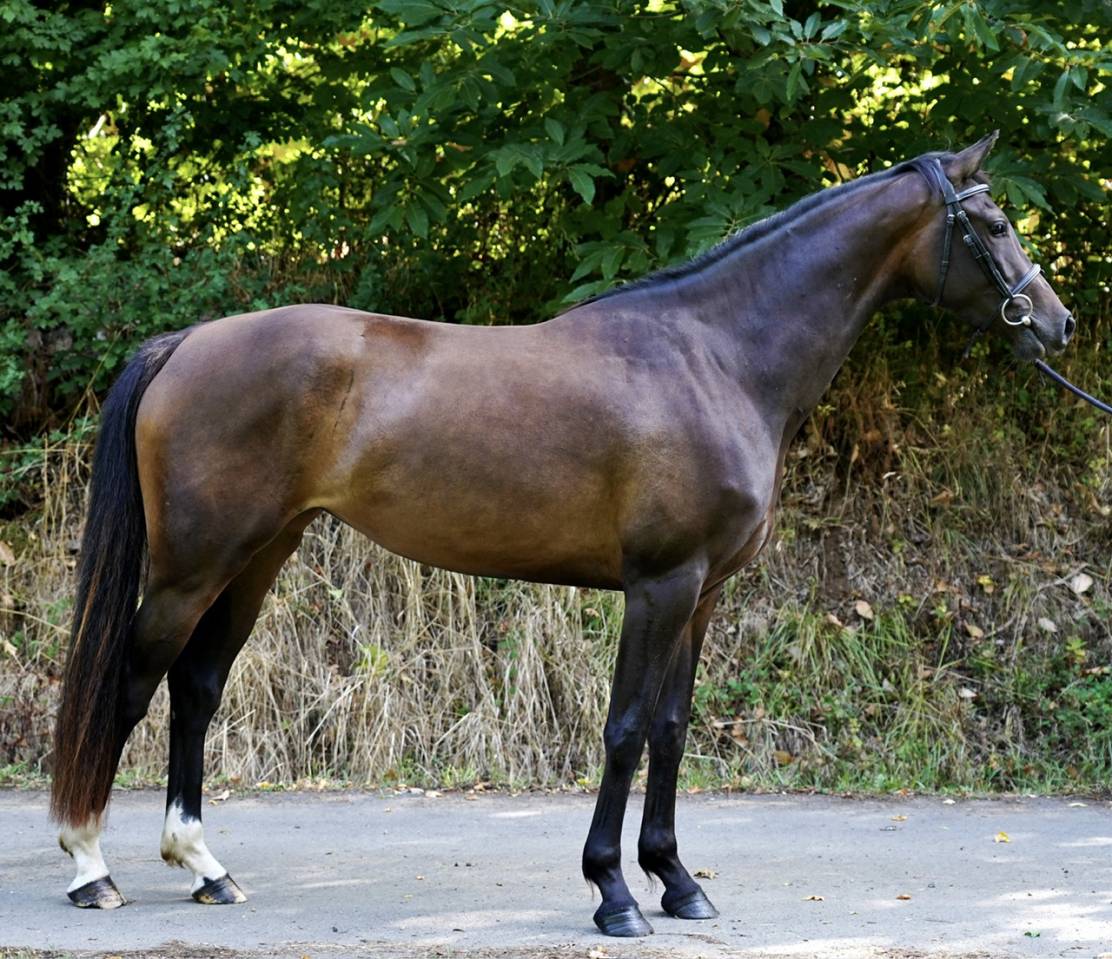 Pouliche SF 3 ans Conthargos*Kannan 