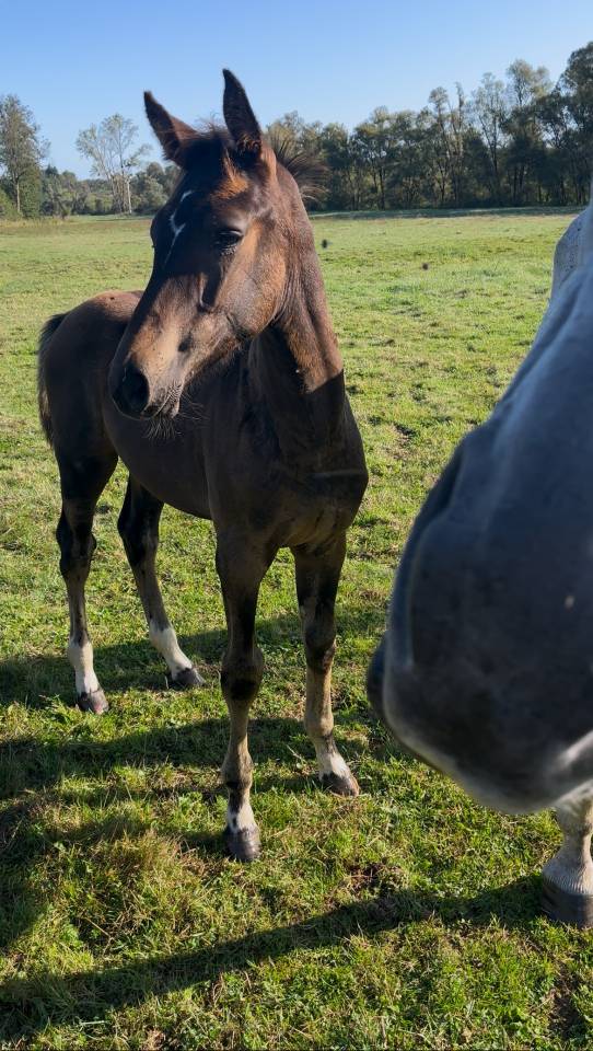 Très joli poulain spécial Cce 